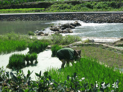 福安市城阳镇日山村进入农忙时节 村民们从各地赶回家布田插秧